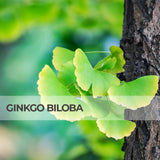 Integratore di Ginkgo Biloba, a cosa serve?